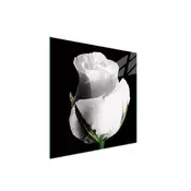 shumee STEKLENA ZAŠČITNA PLOŠČA ZA ŠTEDILNIK 50x52 ROSE