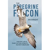 The Peregrine Falcon
