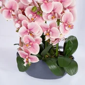 Homestar Orhideja Garden Queen H64cm svetlo roza