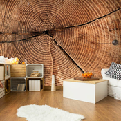 Foto tapeta - Tree trunk cross section 300x231