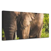 shumee Platno Živali Slon od blizu 120x60