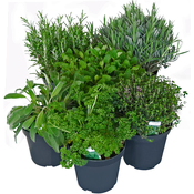 Grow by OBI Mešanica začimb Italijanske začimbe v lončku premera O 14 cm