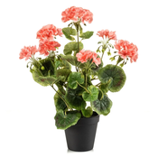 Geranija grm 38 cm v črnem lončku UV - pink - roza