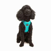 Paws & Whiskers Am za pse Air-Mesh, Tirkizni