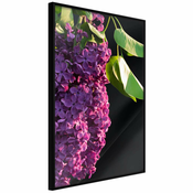 Poster - Violet May 20x30