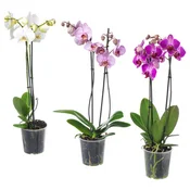 PHALAENOPSIS Lončnica, orhideja/2 stebli, 12 cm