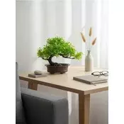 Sinsay - Bonsai drvo u saksiji - zeleno