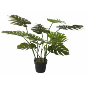 Shishi Monstera v loncu, višina 80 cm