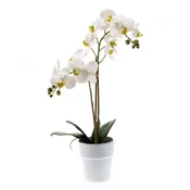 Orhideja Phalaenopsis 65cm bela v belem loncu 12 cm