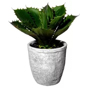 Veštacka Biljka Echeveria