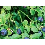 Institut Josif Pancic Caj borovnica list, 50g
