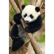 Dino Puzzle Živali - Panda 54 kosov