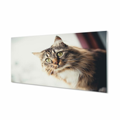 tulup.si Stenska plošča za kuhinjo Maine coon cat 125x50 cm