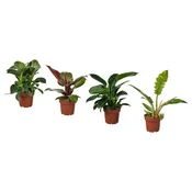 PHILODENDRON Lončnica, filodendron različne vrste, 12 cm