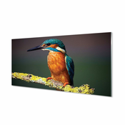 tulup.si Stenska plošča za kuhinjo Colorful ptica na veji 125x50 cm