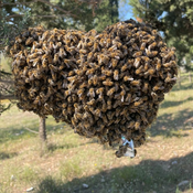Mamac za rojeve Allure u štapicima - 20 komada