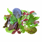 Salata baby leaf HR EKO, (id-24462)