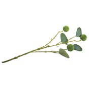 Rayher Vejica Eukaliptus s sadeži, 40cm, (20634023)