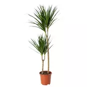 DRACAENA MARGINATA Biljka u saksiji, zmajevo drvo/2 stabljike, 19 cm