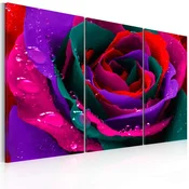 Slika - Rainbow-hued rose 90x60