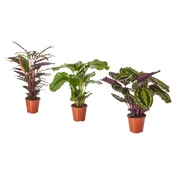 CALATHEA Lončnica, Kalateja/različne vrste, 19 cm