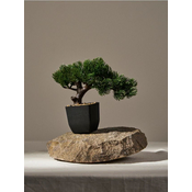 Sinsay - Bonsai drvo u saksiji - zeleno
