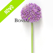 Okrasni luk Allium 40 cm - vijolična - 25 do 50 cm