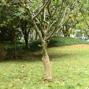 vidaXL Rola iz jute 0,5x50 m 100 % juta 200 g/m2