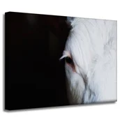 shumee Platno s tiskom Živali Kravje oko 40x30 cm