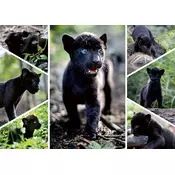 Nathan - Puzzle Zadnji jaguar - 1 500 kosov