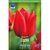 Čebulice tulipan Oscar, 10 kosov
