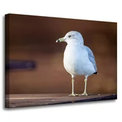 shumee Platno s tiskom Živali Beli galeb 70x50 cm