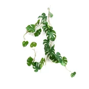 Monstera plezalka 110 cm