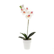 ROZA Orhideja belo- v lončku 55 cm - 50 do 75 cm
