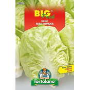Radič Mantovana - 20g