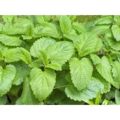 CITRONSKA MELISA 1gr