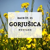 Bachove kapljice 21, Gorjušica - Mustard, 10 ml