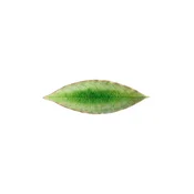 Komplet krožnikov Costa Nova Riviera Laurel 18 cm 6-pack