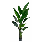 Shishi Strelitzia zelena, višina 190 cm