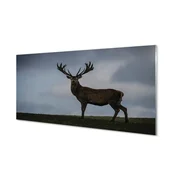 tulup.si Stenska plošča za kuhinjo Jelen noč 100x50 cm