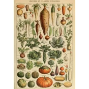 Grafika - Puzzle Ilustracija iz knjige Larousse pour Tous: Zelenjava in zelenjavne rastline - 1 000 kosov