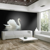 Foto tapeta - swan (black and white) 350x270