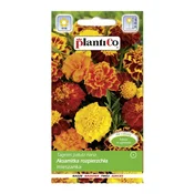 Platinet SEMENA PLATINET SEMENA MERIGOLD 1 G