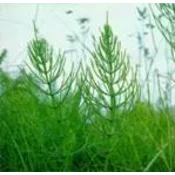 Institut Josif Pancic Caj rastavic herba, 50g