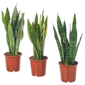 SANSEVIERIA TRIFASCIATA Lončnica, pisana bajonetka, 14 cm