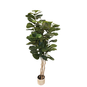 Ficus Lyrata 170 cm večstebelna (Super saver) - 151-180 cm