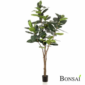 Fikus elastica drevo 210 cm - 181-210