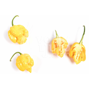 Trinidad Scorpion Yellow – Sjemenke chili papricica