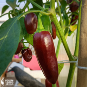 Jalapeno Brown – Sjemenke chili papricica