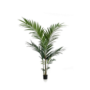Kentija palma 150 cm - Kentia - 101 do 150 cm